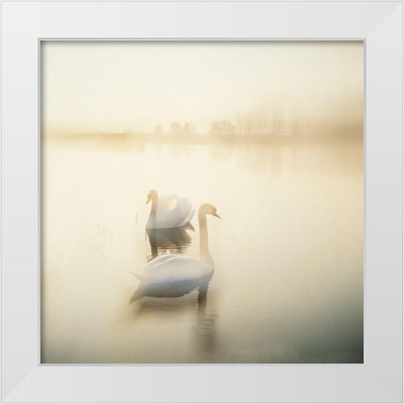 Weissing, Gerd 12x12 White Modern Wood Framed Museum Art Print Titled - TWO SWANS