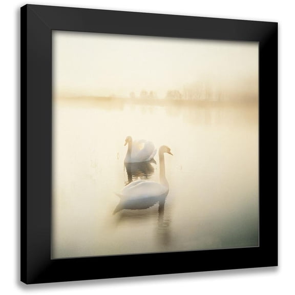 Weissing, Gerd 15x15 Black Modern Framed Museum Art Print Titled - TWO SWANS