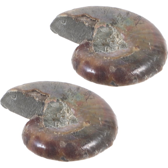 Weiweiguan 2Pcs Ammonite Ornament Educational Ammonite Model Ammonite Specimen Ammonite Decoration