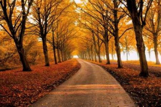Well Traveled Canvas Art - Lars Van De Goor (24 x 36)