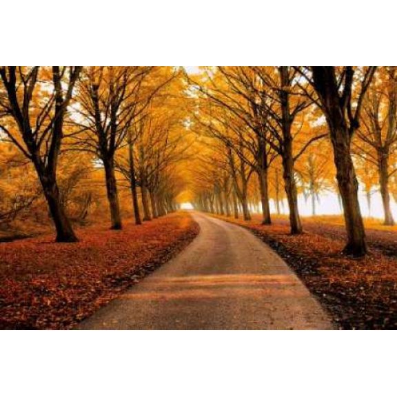 Well Traveled Canvas Art - Lars Van De Goor (24 x 36)