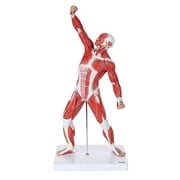 Wellden Anatomical Human Muscular Figure Model, 1/4 Life Size, 20" Height