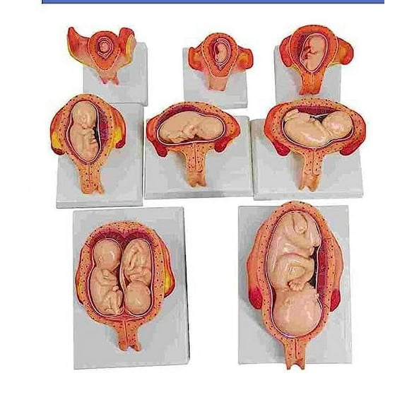 Wellden Medical Anatomical Fetus Development Model 8 Series