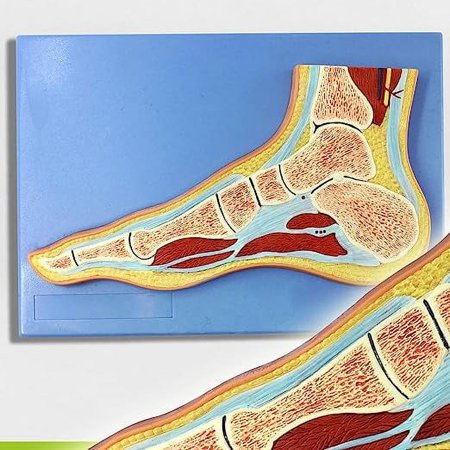 Wellden Medical Anatomical Foot Section Model