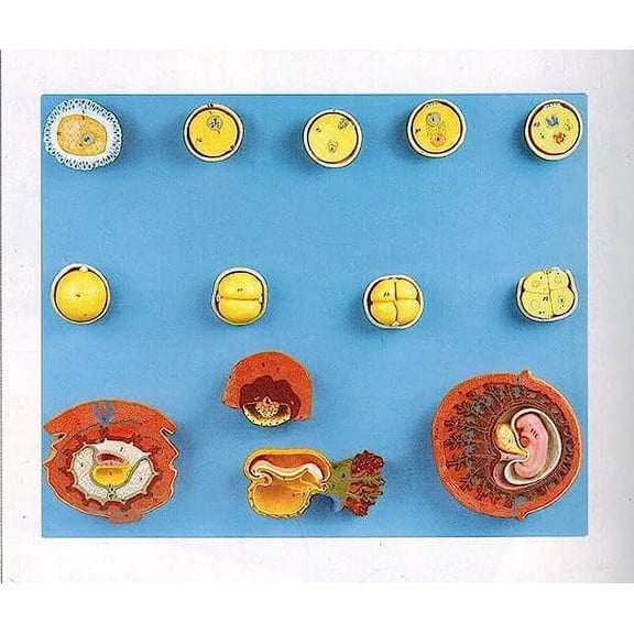 Wellden Medical Anatomical Human Fertilization and Early Embryogeny Model