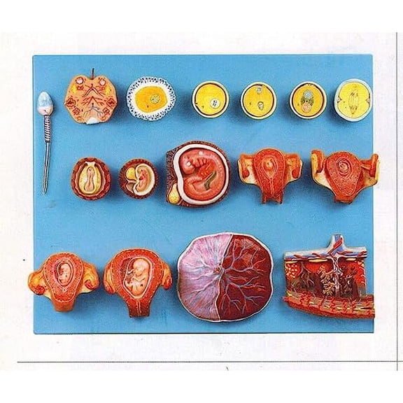 Wellden Medical Anatomical Human Fertilization and Intermediate Embryogeny Model