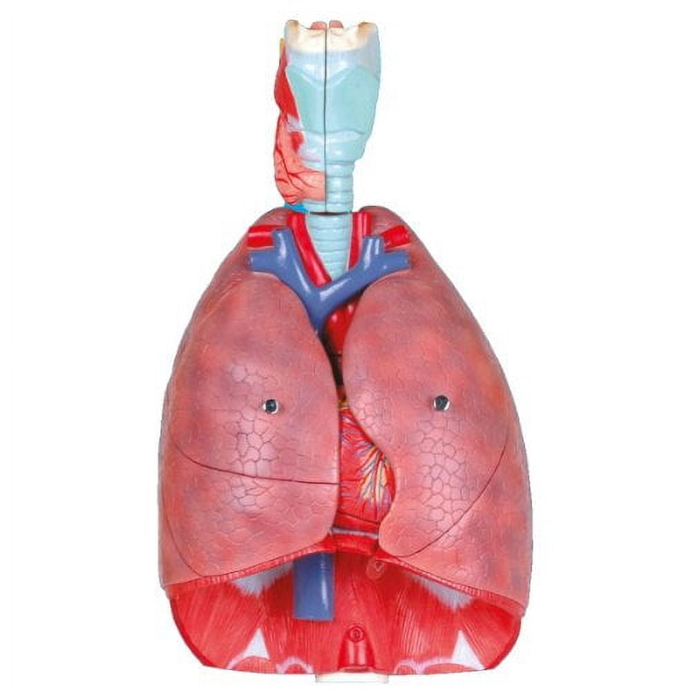 Wellden Medical Anatomical Larynx, Heart and Lung Model, 7-Part, Life ...