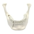 thumbnail image 1 of Wellden Medical Anatomical Lower Jaw with Extractable Teeth Model, 1 of 3