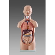 Wellden Medical Anatomical Mini Torso Model, 12-Part, 50cm