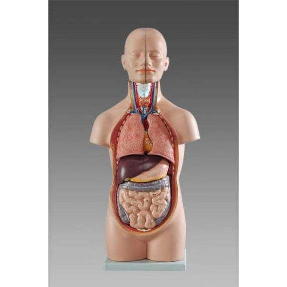 Wellden Medical Anatomical Mini Torso Model, 12-Part, 50cm