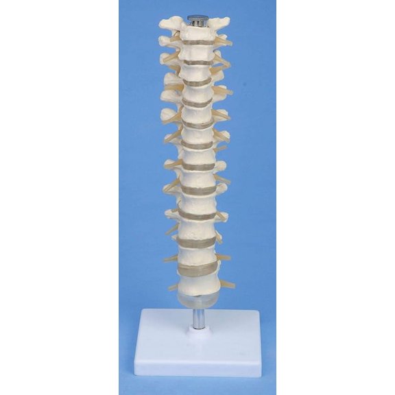 Wellden Medical Anatomical Thoracic Vertebrae Column Model