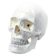 thumbnail image 1 of Wellden Medical Educational Life Size Human Skull Model, 3-part, 1 of 5