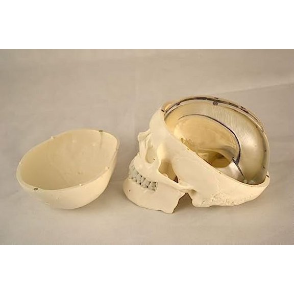 Wellden Medical Human Skull with Dura Mater and Cranial Sinuses