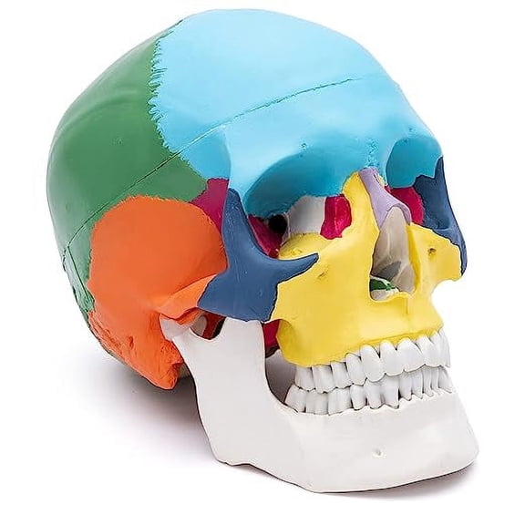Wellden Product Anatomical Skull Model, Didactic Color Painted, 3-Part, Life Size