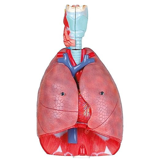 Wellden Product Medical Anatomical Larynx, Heart and Lung Model, 7-Part, Life Size