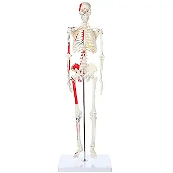 Wellden Product Muscular Skeleton Model, 1/2 Life Size, 85cm, Muscle Painted, Numbered