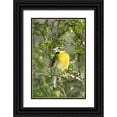 thumbnail image 1 of Welling, Dave 11x14 Black Ornate Wood Framed with Double Matting Museum Art Print Titled - Texas, South Padre Isl Male dickcissel on branch, 1 of 4