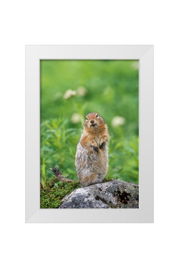 Welling, Dave 11x14 White Modern Wood Framed Museum Art Print Titled - AK, Hatcher Pass Arctic ground squirrel on rock
