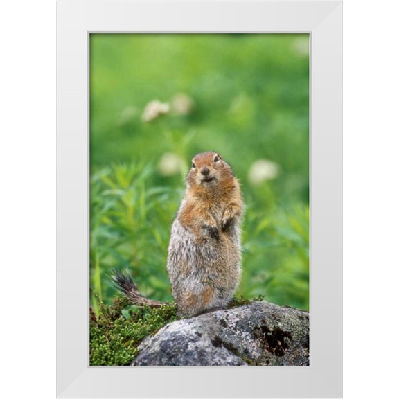 Welling, Dave 11x14 White Modern Wood Framed Museum Art Print Titled - AK, Hatcher Pass Arctic ground squirrel on rock