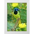 thumbnail image 1 of Welling, Dave 11x14 White Modern Wood Framed Museum Art Print Titled - TX, McAllen Green jay among opuntia flowers, 1 of 4