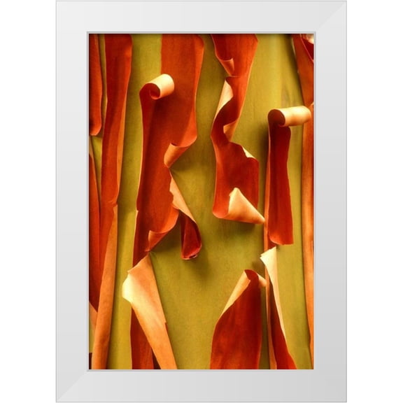Welling, Dave 11x14 White Modern Wood Framed Museum Art Print Titled - WA, Olympic NP Pacific Madrone tree bark detail