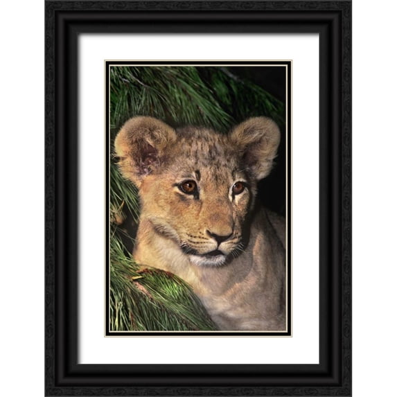 Welling, Dave 13x18 Black Ornate Wood Framed with Double Matting Museum Art Print Titled - CA, Los Angeles Co, African lion cub