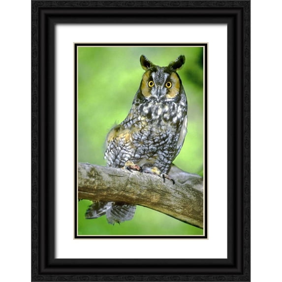 Welling, Dave 13x18 Black Ornate Wood Framed with Double Matting Museum Art Print Titled - Colorado Long-eared owl perched on limb