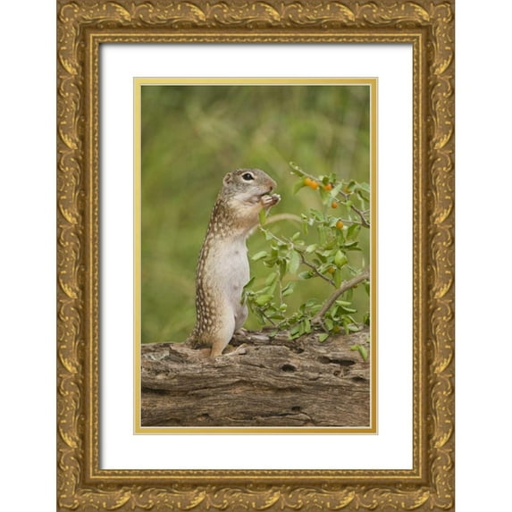 Welling, Dave 13x18 Gold Ornate Wood Framed with Double Matting Museum Art Print Titled - Texas, Mexican ground squirrel eating leaf