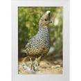 thumbnail image 1 of Welling, Dave 13x18 White Modern Wood Framed Museum Art Print Titled - TX, McAllen Wild scaled quail foraging for food, 1 of 4