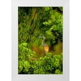 thumbnail image 1 of Welling, Dave 13x18 White Modern Wood Framed Museum Art Print Titled - Texas Tricolored heron perched in trees, 1 of 4