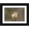 thumbnail image 1 of Welling, Dave 14x11 Black Ornate Wood Framed with Double Matting Museum Art Print Titled - TX Carolina wren ruffles its feathers, 1 of 4