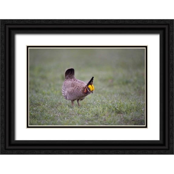 Welling, Dave 14x11 Black Ornate Wood Framed with Double Matting Museum Art Print Titled - TX, Panhandle, Male lesser prairie chicken struts