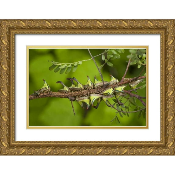 Welling, Dave 14x11 Gold Ornate Wood Framed with Double Matting Museum Art Print Titled - Texas, Hidalgo Co, Thorn treehoppers on a limb