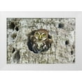 thumbnail image 1 of Welling, Dave 14x11 White Modern Wood Framed Museum Art Print Titled - Mexico, Tamaulipas Ferruginous pygmy owl in nest, 1 of 4