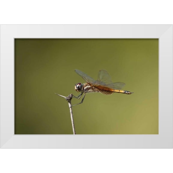 Welling, Dave 14x11 White Modern Wood Framed Museum Art Print Titled - TX, Austin Striped saddlebags dragonfly on stem