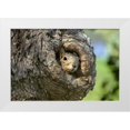 thumbnail image 1 of Welling, Dave 14x11 White Modern Wood Framed Museum Art Print Titled - TX, Hill Country Eastern fox squirrel in tree, 1 of 4