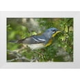 thumbnail image 1 of Welling, Dave 14x11 White Modern Wood Framed Museum Art Print Titled - TX, South Padre Island Northern parula on tree, 1 of 4