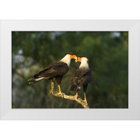 Welling, Dave 14x11 White Modern Wood Framed Museum Art Print Titled - TX, Starr Co, Crested caracara pair on dead snag