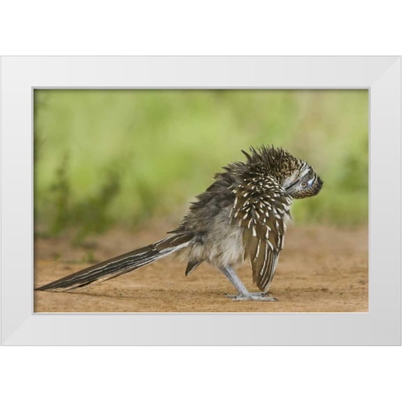 Welling, Dave 14x11 White Modern Wood Framed Museum Art Print Titled - Texas, Adult greater roadrunner bird grooming