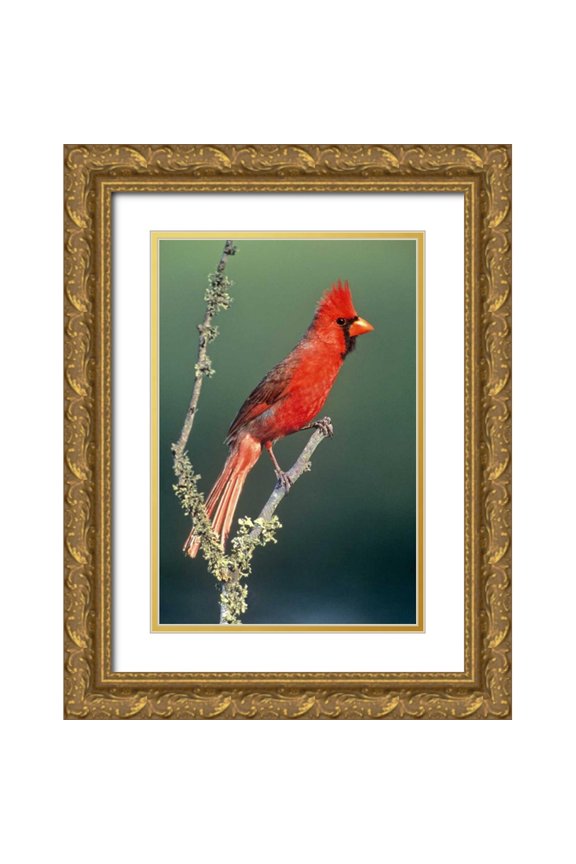 Welling, Dave 17x24 Gold Ornate Wood Framed with Double Matting Museum Art Print Titled - TX, McAllen Cardinal on lichen-covered branch