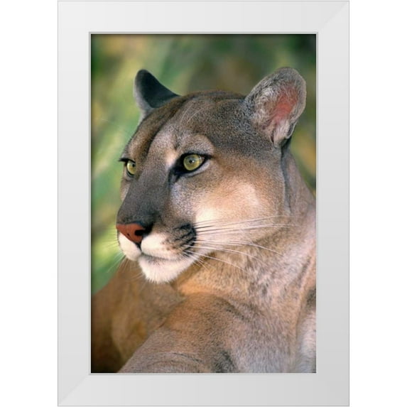 Welling, Dave 17x24 White Modern Wood Framed Museum Art Print Titled - CA, Los Angeles Co, Portrait of mountain lion