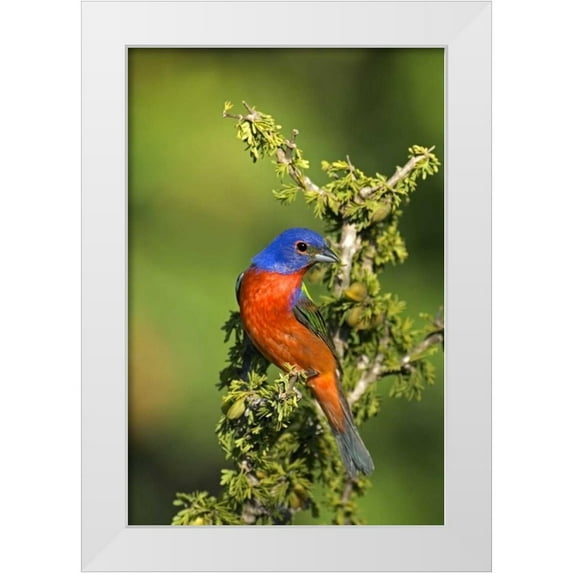 Welling, Dave 17x24 White Modern Wood Framed Museum Art Print Titled - Texas, Tilden Painted bunting perched in tree