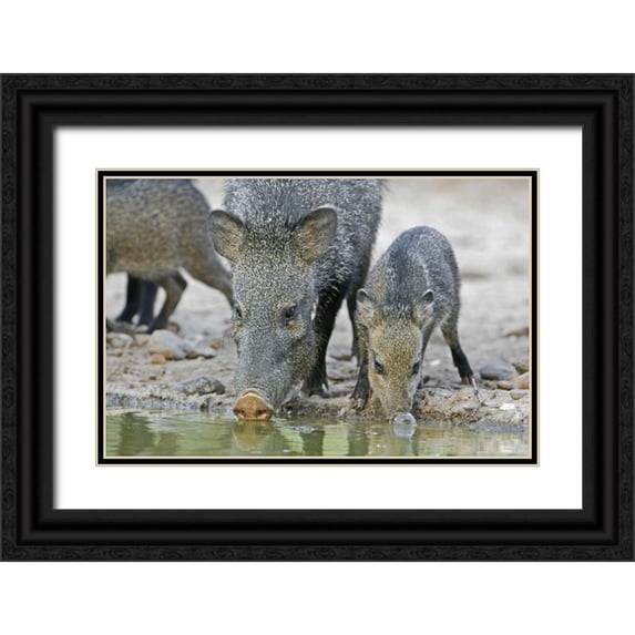 Welling, Dave 18x13 Black Ornate Wood Framed with Double Matting Museum Art Print Titled - TX, Javelina adult and juvenile drinking at water