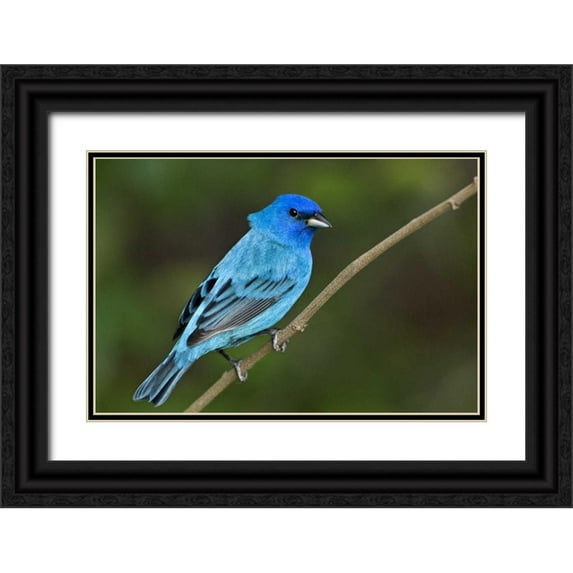 Welling, Dave 18x13 Black Ornate Wood Framed with Double Matting Museum Art Print Titled - TX, South Padre Island Indigo bunting male
