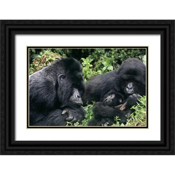 Welling, Dave 18x13 Black Ornate Wood Framed with Double Matting Museum Art Print Titled - Zaire, Virungas NP Wild mountain gorilla family
