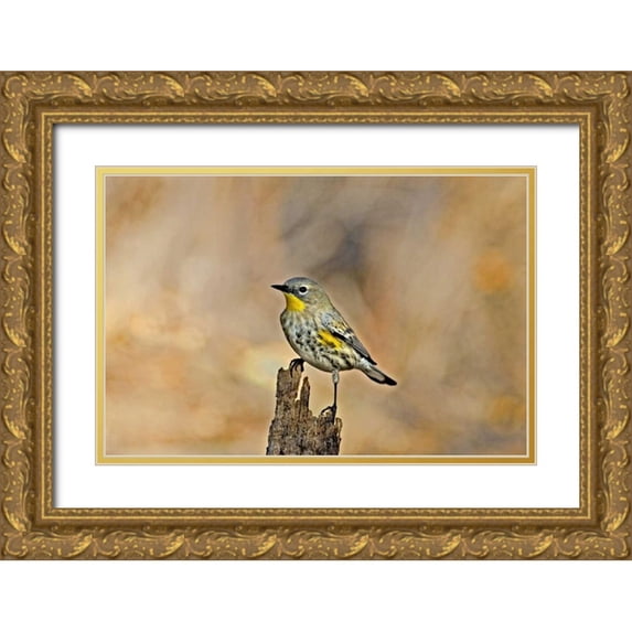 Welling, Dave 18x13 Gold Ornate Wood Framed with Double Matting Museum Art Print Titled - CA, Los Angeles Male yellow-rumped warbler