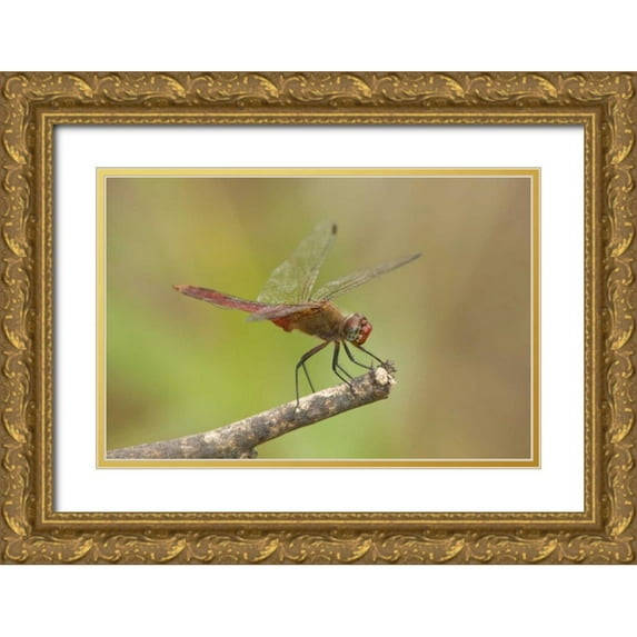 Welling, Dave 18x13 Gold Ornate Wood Framed with Double Matting Museum Art Print Titled - TX, Bentsen Male red-tailed pennant dragonfly