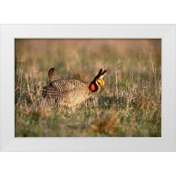 Welling, Dave 18x13 White Modern Wood Framed Museum Art Print Titled - TX, Canadian Lesser prairie chicken male at lek