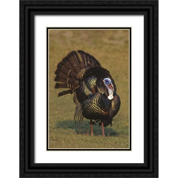 Welling, Dave 18x24 Black Ornate Wood Framed with Double Matting Museum Art Print Titled - Mexico, Tamaulipas Tom turkey in mating display