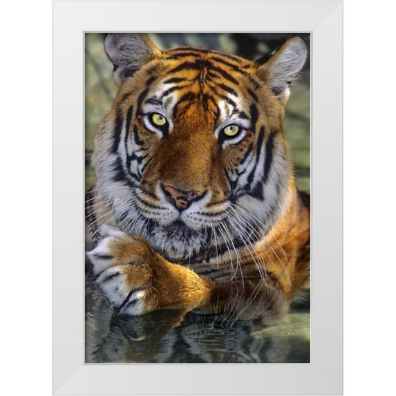Welling, Dave 18x24 White Modern Wood Framed Museum Art Print Titled - CA, Los Angeles Co, Bengal tiger in water